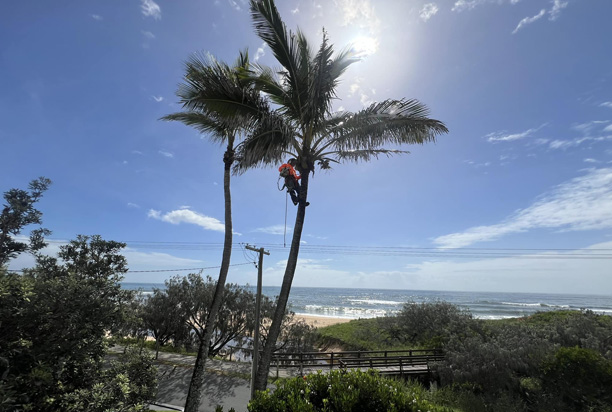 Branch Tip Dieback and Early Signs of Tree Stress