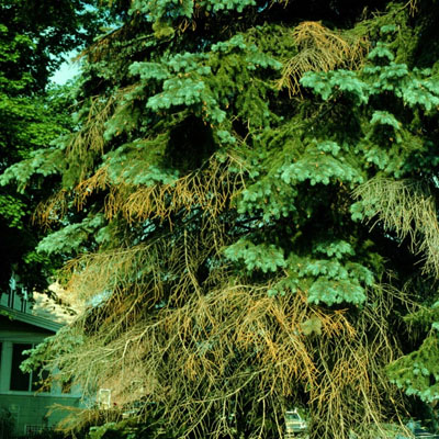 Branch Tip Dieback and Early Signs of Tree Stress - Seasonal dieback