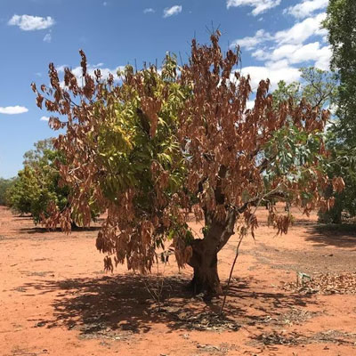 Branch Tip Dieback and Early Signs of Tree Stress - Tip dieback