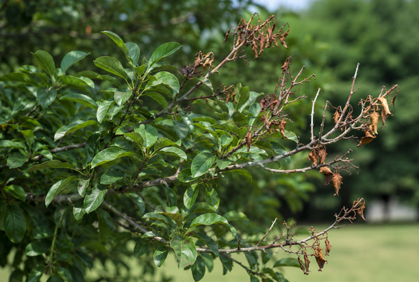 branch tip dieback