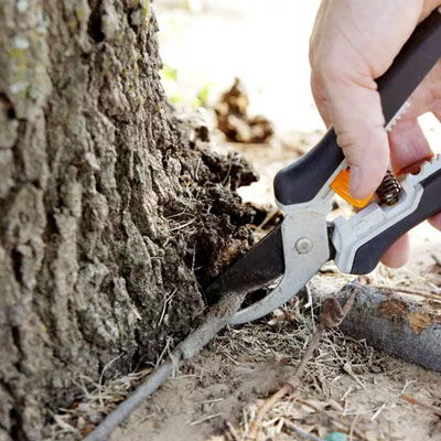 Exposed Tree Roots: What They Can Mean for Tree Health and Stability - Cutting exposed roots