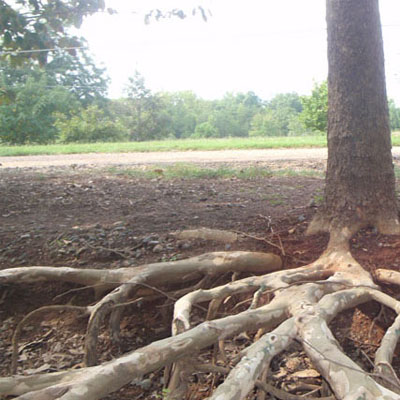 Exposed Tree Roots: What They Can Mean for Tree Health and Stability - Exposed roots