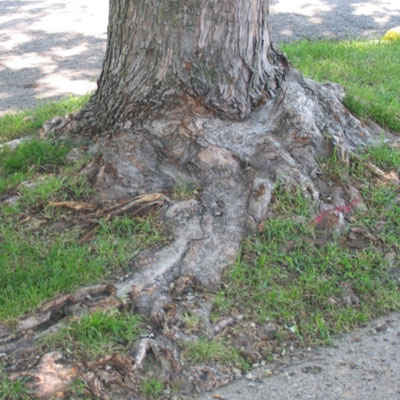 Exposed Tree Roots: What They Can Mean for Tree Health and Stability - Damage to nearby path