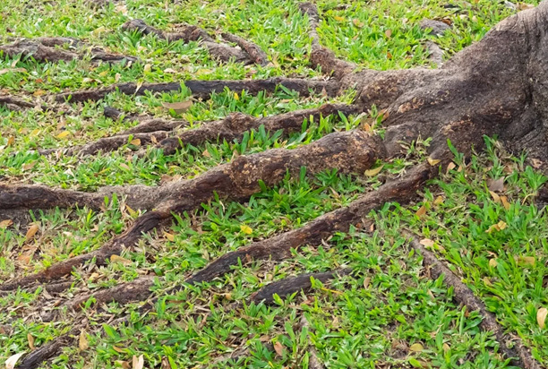 Exposed Tree Roots: What They Can Mean for Tree Health and Stability
