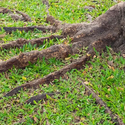 Exposed Tree Roots: What They Can Mean for Tree Health and Stability - Roots