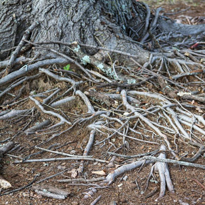 Exposed Tree Roots: What They Can Mean for Tree Health and Stability - Surface roots can cause big issues