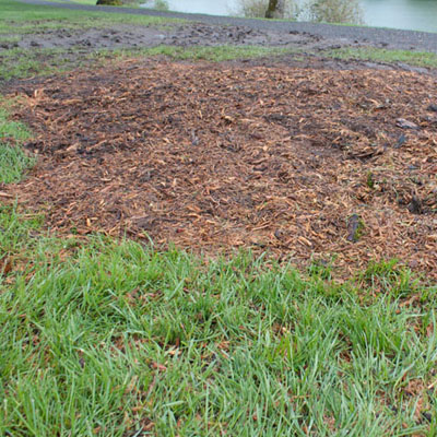 Stump Grindings: What to Do With Them After the Job - Using stump grindings as mulch