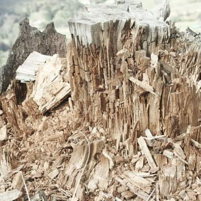 Stump Grindings: What to Do With Them After the Job - Using stump grindings as mulch