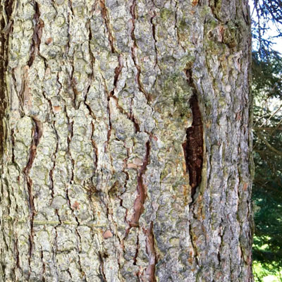Tree Health Assessments: What an Arborist Is Actually Looking For - Trunk Cracks