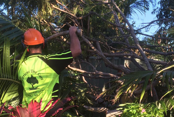 Tree Health Assessments: What an Arborist Is Actually Looking For