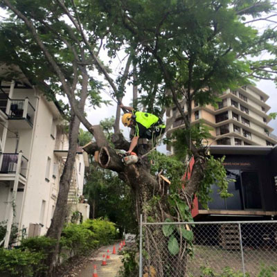 Tree Health Assessments: What an Arborist Is Actually Looking For - Location changes assessment