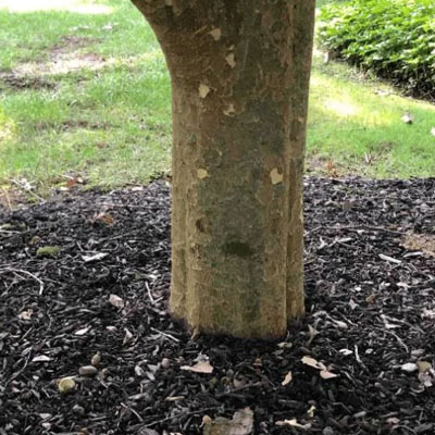 Tree Health Assessments: What an Arborist Is Actually Looking For - Root Zone