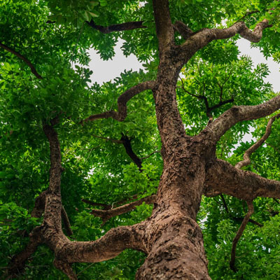 What Arborists Look For in the Canopy
