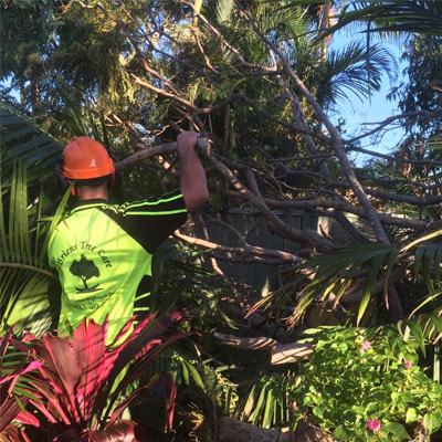 Tree Health Assessments: What an Arborist Is Actually Looking For - Assessment