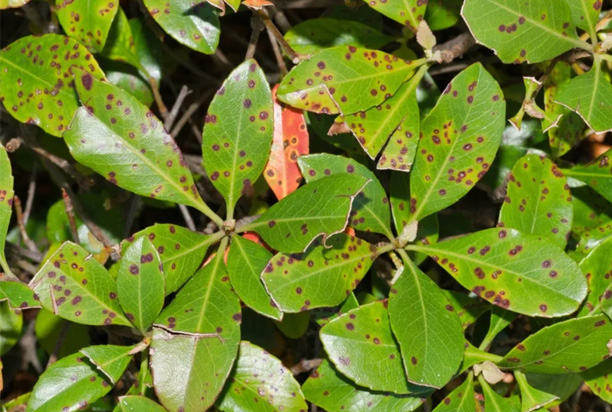 Holes in Tree Leaves: Pests, Disease or Weather Damage
