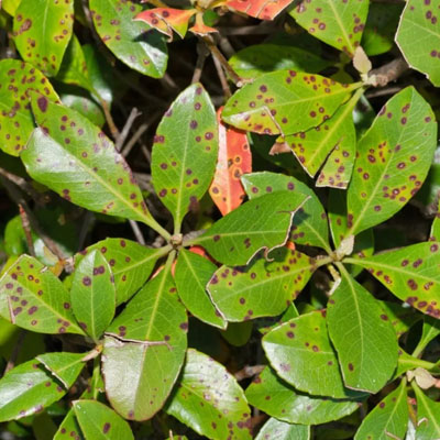 Holes in Tree Leaves: Pests, Disease or Weather Damage - Bacteria spots in tree leaves