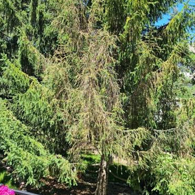 Holes in Tree Leaves: Pests, Disease or Weather Damage - Branch tip dieback
