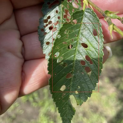 Holes in Tree Leaves: Pests, Disease or Weather Damage - Freshly formed holes in tree leaf