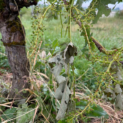 Holes in Tree Leaves: Pests, Disease or Weather Damage - Hail damaged tree leaves