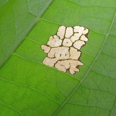 Holes in Tree Leaves: Pests, Disease or Weather Damage - Insect damage to leaf
