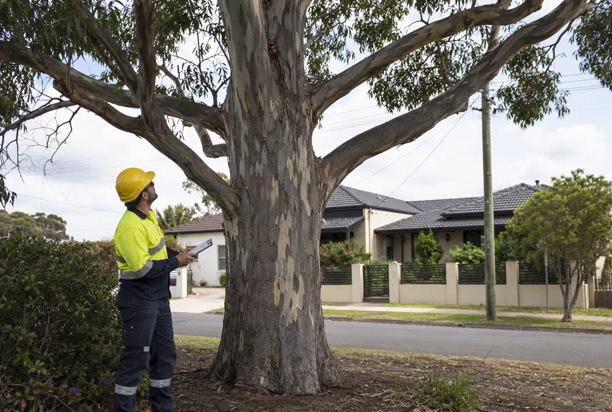 How Often Should Trees Be Pruned