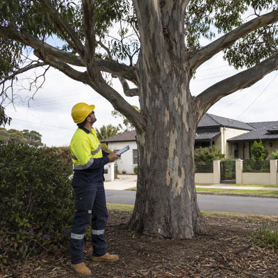 How Often Should Trees Be Pruned - Tree health assessment