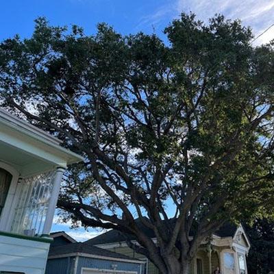 How Often Should Trees Be Pruned - Tree branches overhanging roof