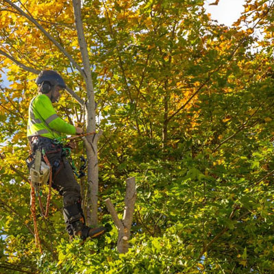 How Often Should Trees Be Pruned - Mature tree pruning