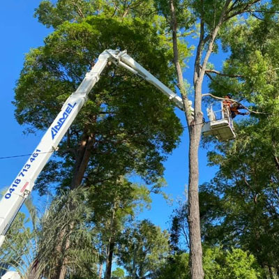 How Often Should Trees Be Pruned - Tree pruning