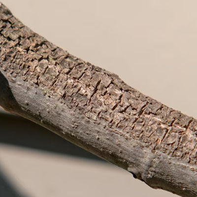 How Often Should Trees Be Pruned - Sun damaged tree bark
