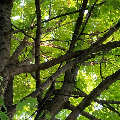 How Often Should Trees Be Pruned - Tree canopy
