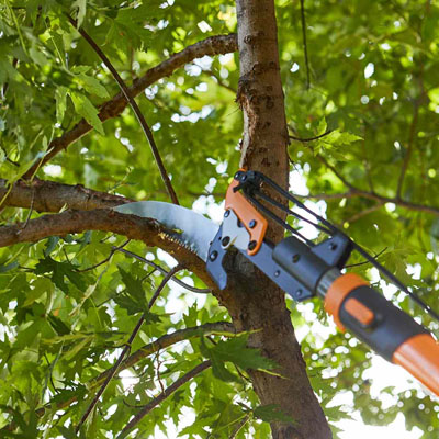 How Often Should Trees Be Pruned - Young tree pruning