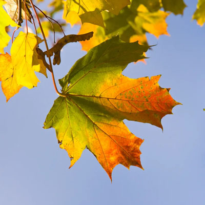 What the Colour of Your Tree’s Leaves Can Tell You - Scorched leaves