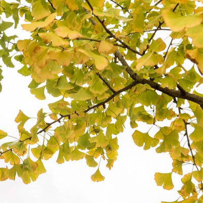 What the Colour of Your Tree’s Leaves Can Tell You - Dull foliage