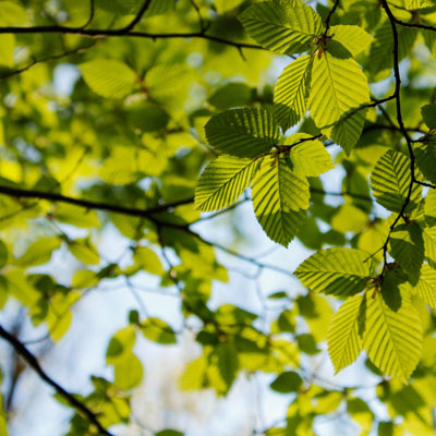 What the Colour of Your Tree’s Leaves Can Tell You - Healthy leaf colour