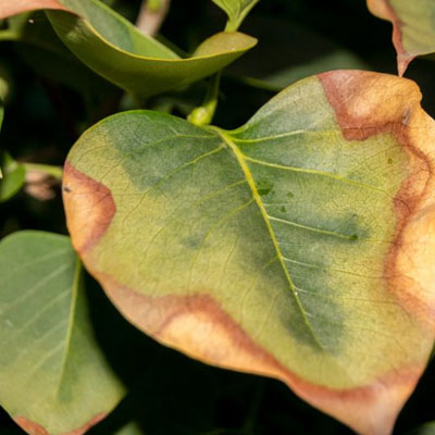 What the Colour of Your Tree’s Leaves Can Tell You - Scorched leaf tip
