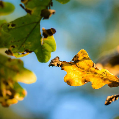 What the Colour of Your Tree’s Leaves Can Tell You - Tree with yellow leaves