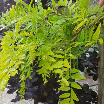 What the Colour of Your Tree’s Leaves Can Tell You - Young tree