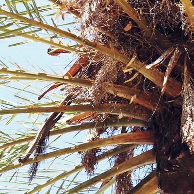 Dead Palm Tree Signs: When a Palm Is Past Saving - Brown palm fronds