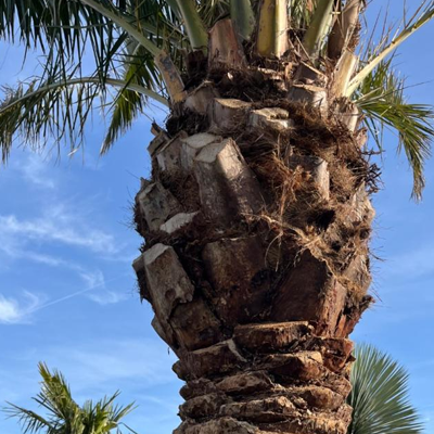 Dead Palm Tree Signs: When a Palm Is Past Saving - Crown rot