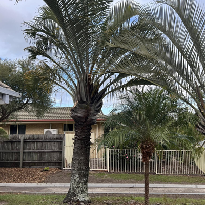 Dead Palm Tree Signs: When a Palm Is Past Saving - Palm tree crown