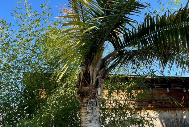 Dead Palm Tree Signs: When a Palm Is Past Saving