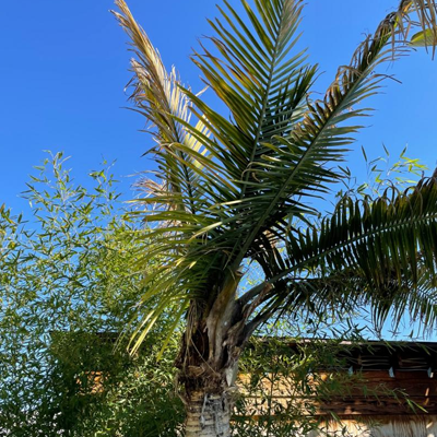 Dead Palm Tree Signs: When a Palm Is Past Saving - Decaying crown