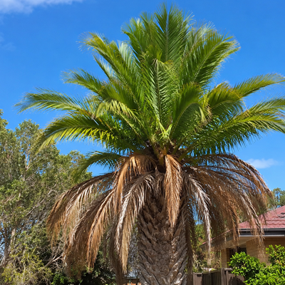 Dead Palm Tree Signs: When a Palm Is Past Saving - Recovering palm tree