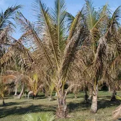 Dead Palm Tree Signs: When a Palm Is Past Saving - Unhealthy palm tree