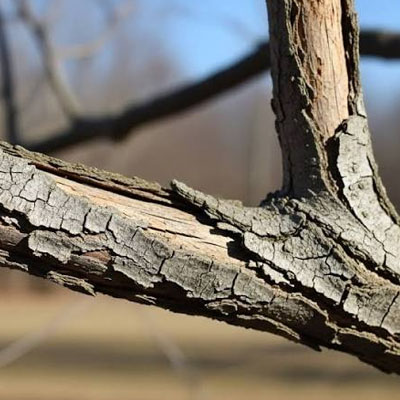 Dead Tree Removal - Dead tree causing brittle branches