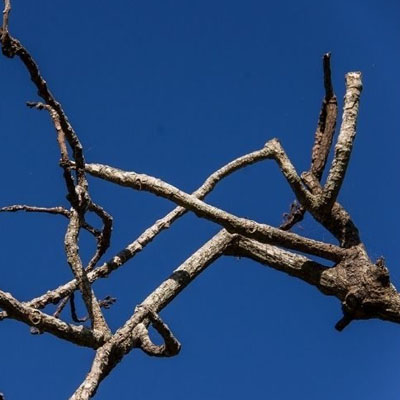 Dead Tree Removal - Brittle branches