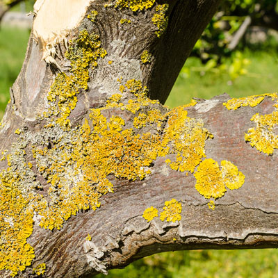 Dead Tree Removal - Fungus
