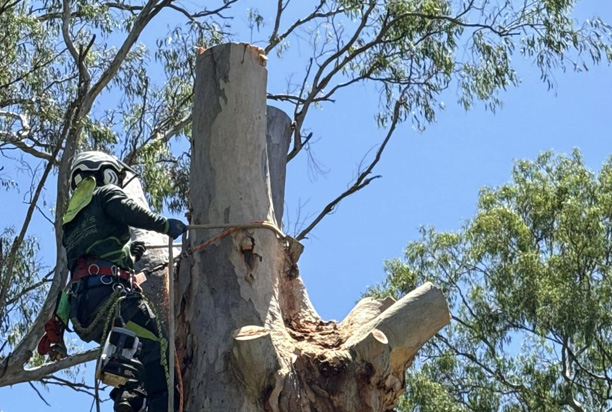Dead Tree Removal