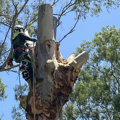Dead Tree Removal - Tree removal service